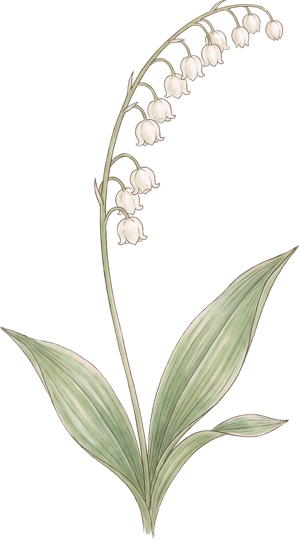 Muguet