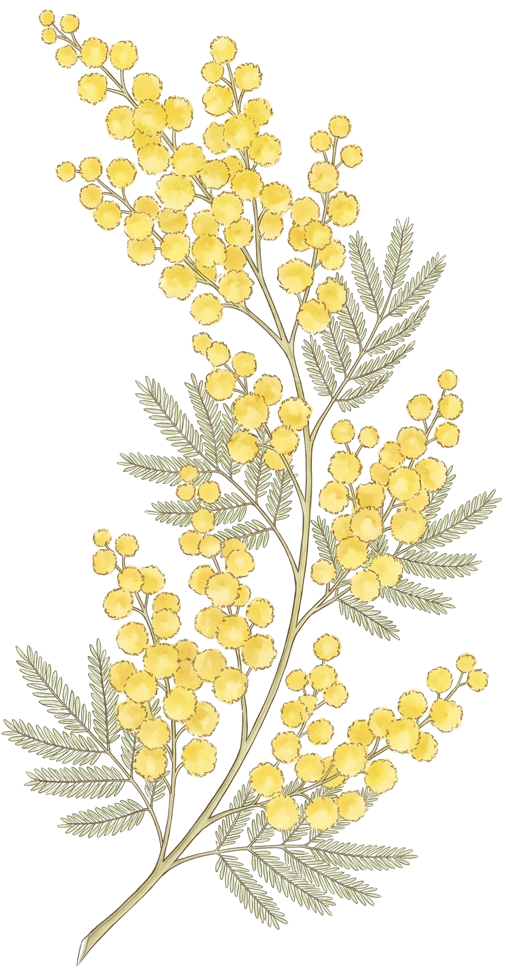 Mimosa